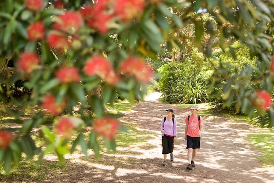 Auckland City & West Coast Luxury Tour - One day, several sides of Auckland