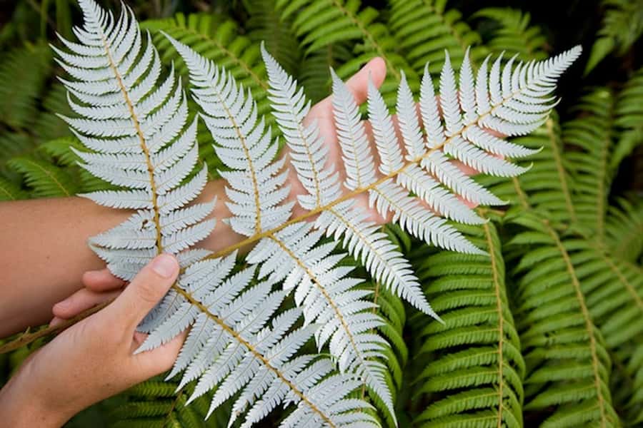 Auckland City & West Coast Luxury Tour - Ancient rainforest and kauri trees