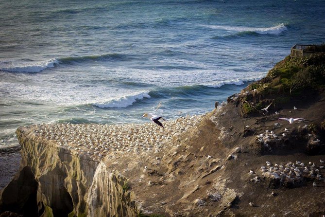 Auckland Sights Exclusive 8 Hour Luxury Day Tour - Why this route works for a first day in Auckland