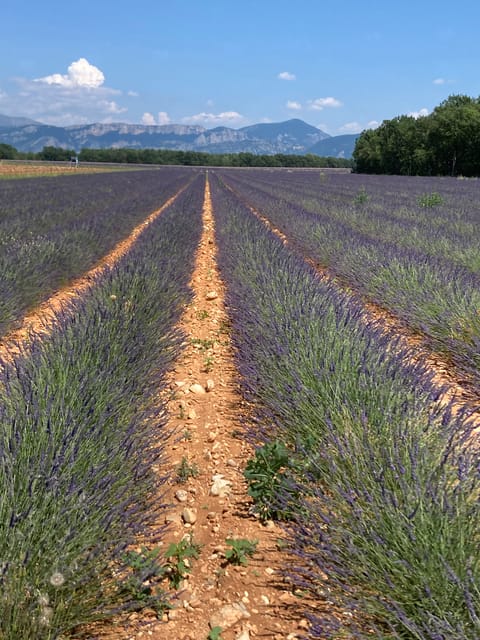Bespoke Luxury Sightseeing Experiences - The Purple tour: Castellane, Verdon, lavender, and Moustiers