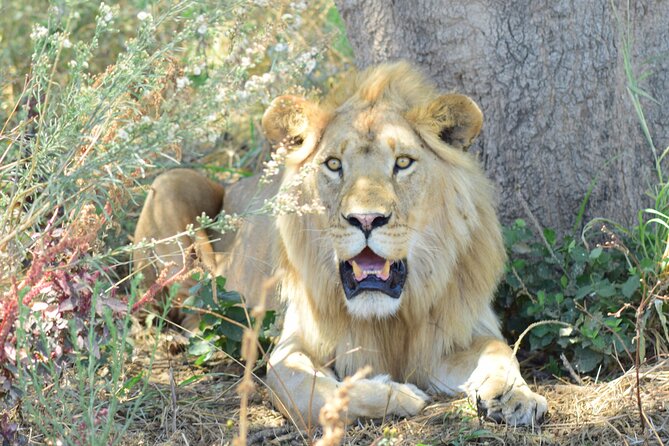Best 5 Days Tanzania Private Luxury Safari with luxury Lodges - The route you are actually getting