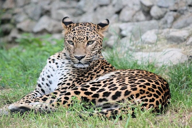 Best 5 Days Tanzania Private Luxury Safari with luxury Lodges - Day 1: Tarangire’s elephants and baobabs