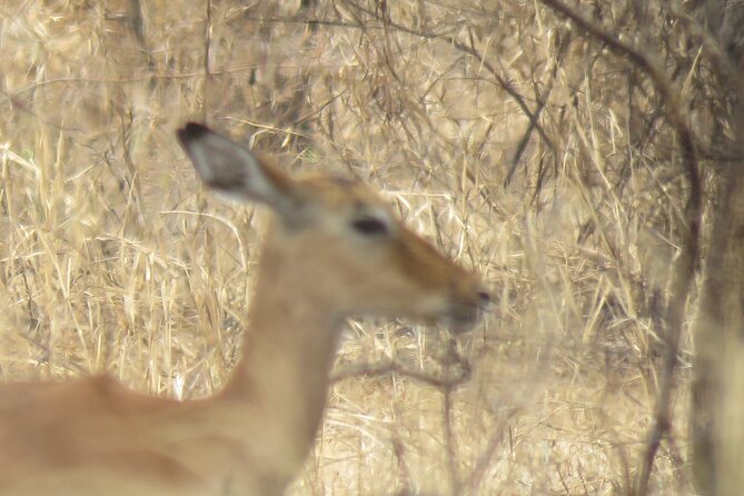 Best 5 Days Tanzania Private Luxury Safari with luxury Lodges - Day 3: A full day in Central Serengeti