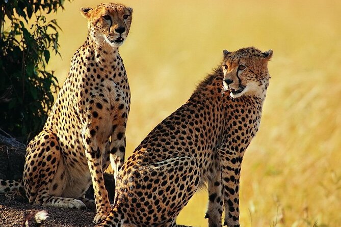 Best 5 Days Tanzania Private Luxury Safari with luxury Lodges - What happened to Lake Natron and Ol’doinyo Lengai?