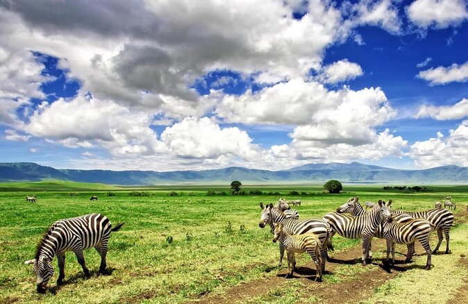 Big Five Luxury 7 Days Safari Tour in Arusha - Key points to know before booking