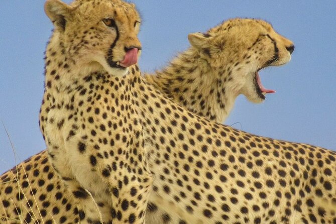 Big Five Luxury 7 Days Safari Tour in Arusha - Day 1: An easy Arusha arrival