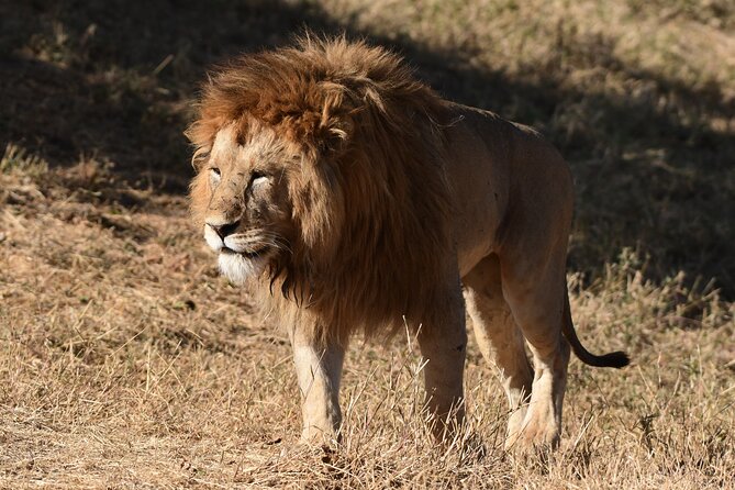 Big Five Luxury 7 Days Safari Tour in Arusha - Day 3: Olduvai Gorge and the long road to the Serengeti