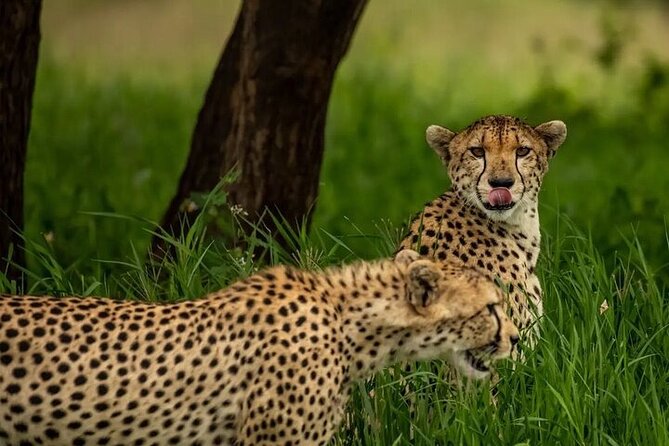 Big Five Luxury 7 Days Safari Tour in Arusha - Day 5: Ngorongoro Crater and the chance to see rhinos