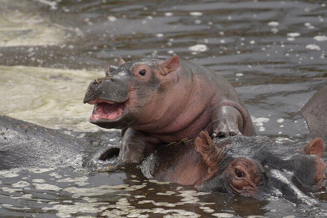 Big Five Luxury 7 Days Safari Tour in Arusha - Day 6: Lake Manyara on the way back