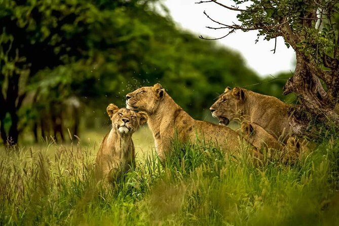 Big Five Luxury 7 Days Safari Tour in Arusha - Day 7: A relaxed finish and airport transfer