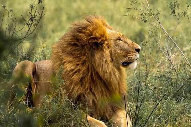 Big Five Luxury Safari in Tanzania - What this Tanzania safari really covers