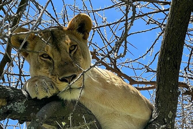 Big Five Luxury Safari in Tanzania - Day 3: On to the Serengeti by way of Maasai culture or Olduvai Gorge