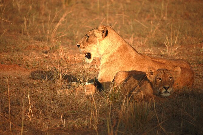 Big Five Luxury Safari in Tanzania - Day 4: The full Serengeti day you want
