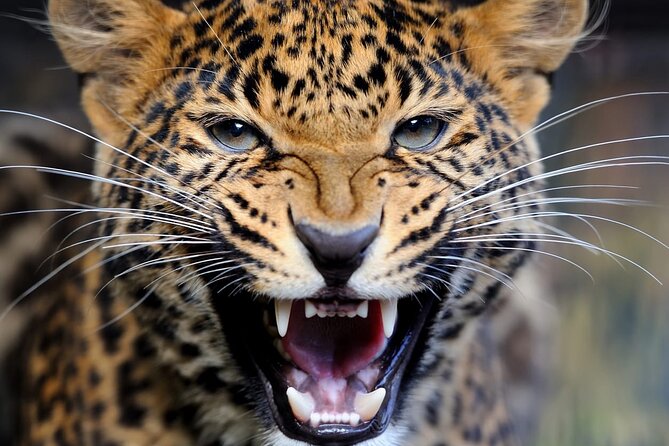 Big Five Luxury Safari in Tanzania - Day 5: Ngorongoro Crater brings wildlife into one bowl
