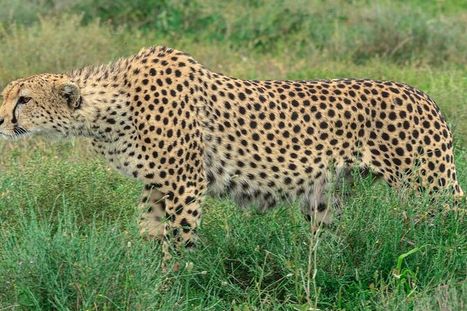 Big Five Luxury Safari in Tanzania - Day 6: Lake Manyara’s forest and Rift Valley views