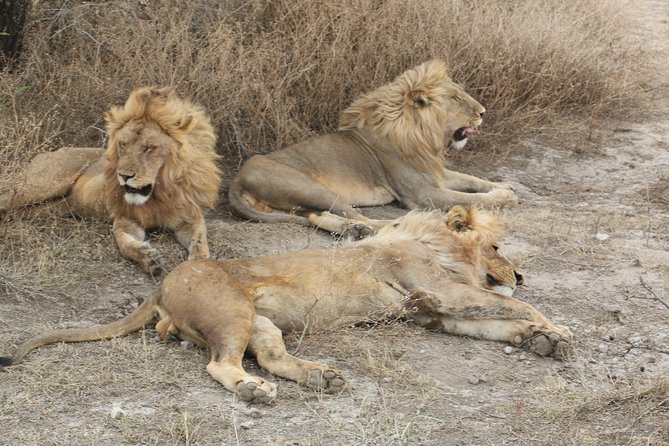 Big Five Luxury Safari in Tanzania - Day 7: A practical departure morning