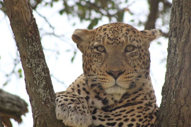 Big Five Luxury Safari in Tanzania - Day 1: Tarangire’s river and giant baobabs