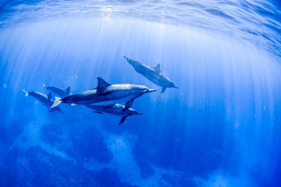 Big Island: Luxury Catamaran Trip along the Kona Coast - Booking details worth knowing