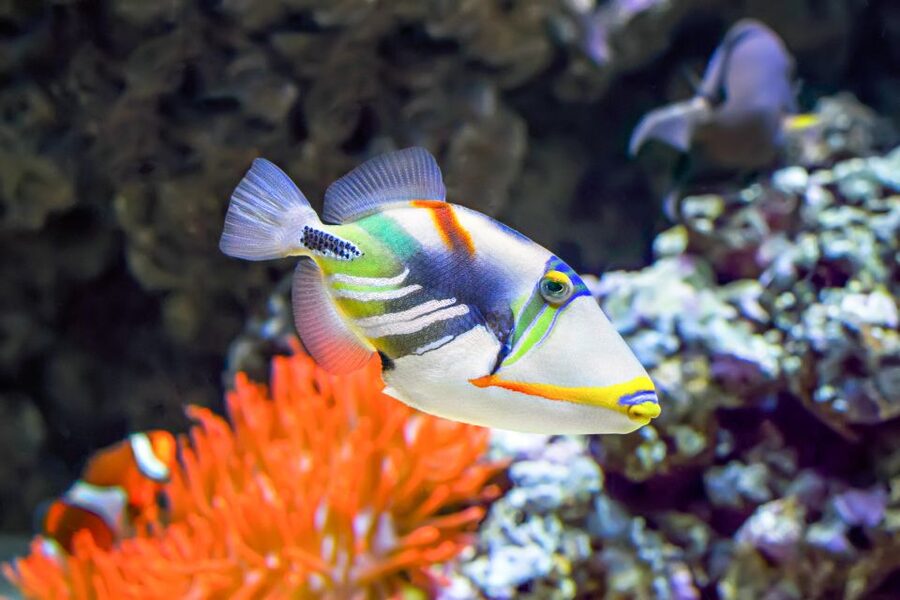 Big Island: Luxury Catamaran Trip along the Kona Coast - Snorkeling at two Kona reefs