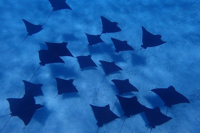 Bora Bora: Luxury Private Half Day Snorkeling Tour - What is included, and what you still need to plan