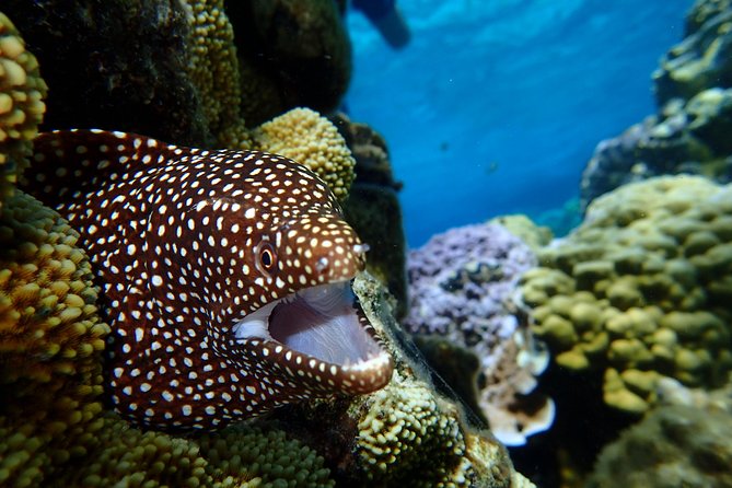 Bora Bora: Luxury Private Half Day Snorkeling Tour - How the guides shape the day