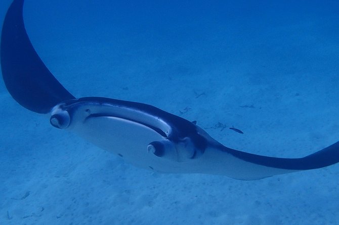Bora Bora: Luxury Private Half Day Snorkeling Tour - Coral gardens, moray eels, and tropical fish