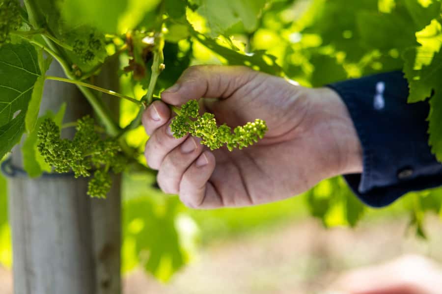 Brisbane: Boutique Winery Tour with Gourmet Lunch - Scenic lookouts and the secret local stop