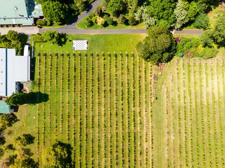 Brisbane: Boutique Winery Tour with Gourmet Lunch - Guides, group mood, and comfort