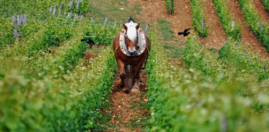 Burgundy Vineyards: Luxury Private Tours - The Côte de Beaune and Corton Viewpoints