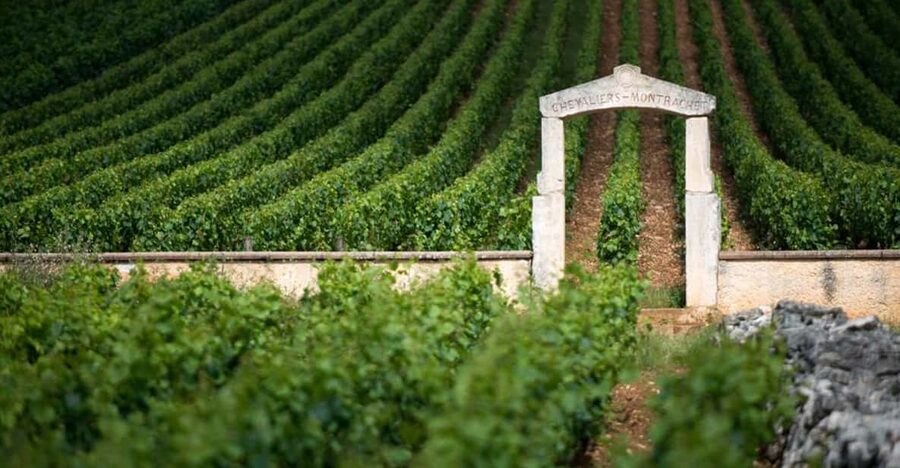 Burgundy Vineyards: Luxury Private Tours - Lunch at a Family Estate or Vineyard Restaurant