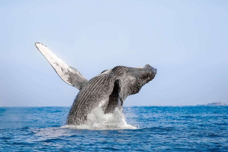Cabo San Lucas: Luxury Catamaran Whale Watching Experience - Why the hydrophone changes the whale-watching experience