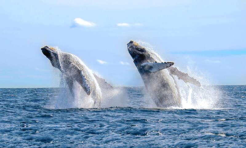 Cabo San Lucas: Luxury Catamaran Whale Watching Experience - Cabo’s Arch makes the departure memorable
