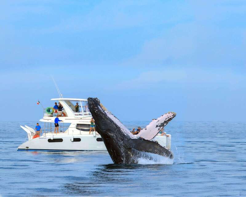 Cabo San Lucas: Luxury Catamaran Whale Watching Experience - Appetizers and an open bar while you watch