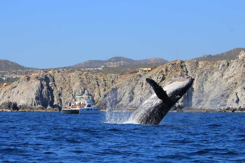 Cabo San Lucas: Luxury Catamaran Whale Watching Experience - A catamaran built for comfort, not speed