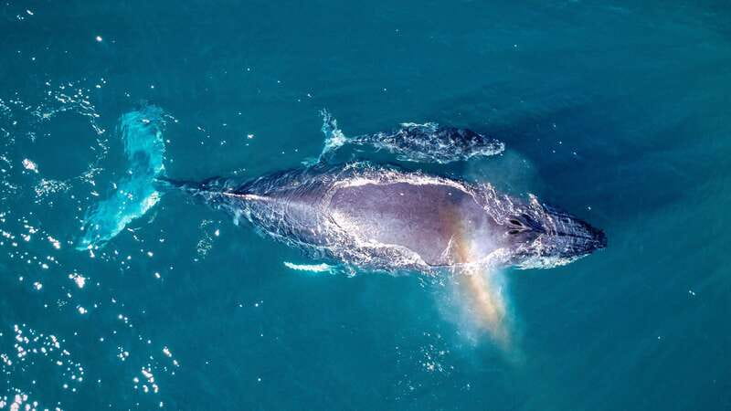 Cabo San Lucas: Luxury Catamaran Whale Watching Experience - What the full 2.5 hours feels like