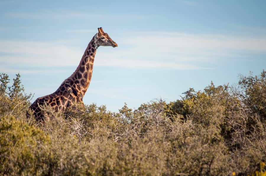 Cape Town: 2-Day Wildlife Tour with Safaris and Luxury Stay - The Optional Elephant Observation