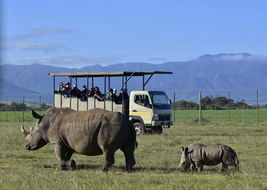 Cape Town: 2-Day Wildlife Tour with Safaris and Luxury Stay - Is the $534 Price Fair?