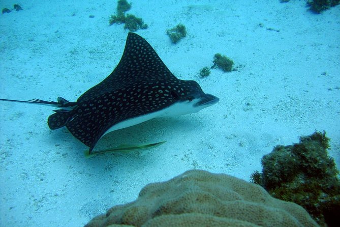 Catalina Island - Snorkeling tour on a luxury catamaran - The Aquarium and Catalina beach