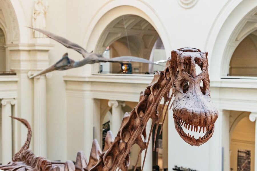 Chicago: Field Museum of Natural History Ticket or VIP Tour - Four ticket choices, four different museum days