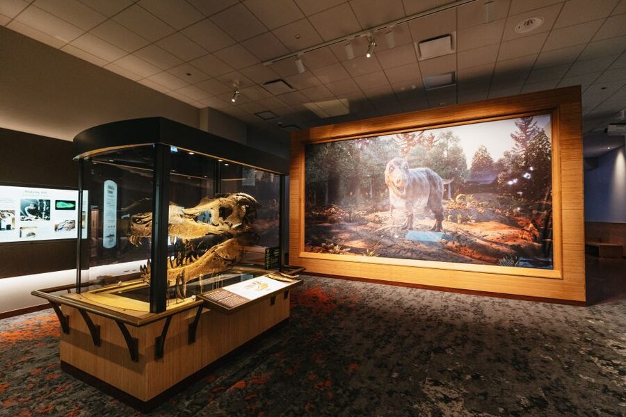 Chicago: Field Museum of Natural History Ticket or VIP Tour - How to organize a one-day visit