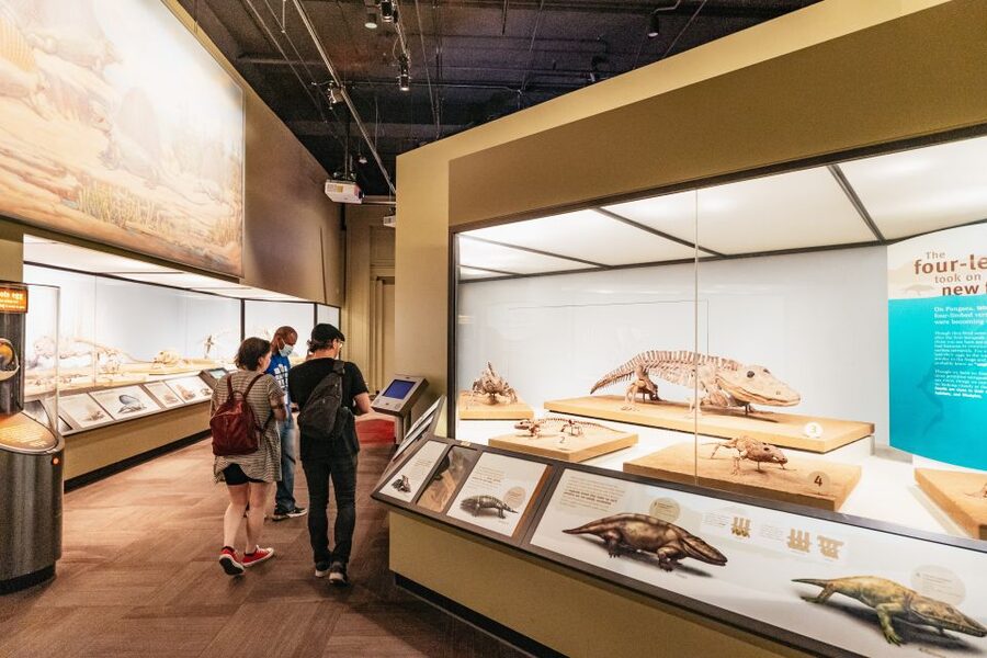 Chicago: Field Museum of Natural History Ticket or VIP Tour - Who will get the most from this Field Museum ticket?