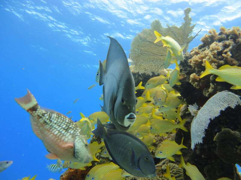 Cozumel: VIP Glass Bottom Boat & Snorkeling 3 Reefs Tour - Who should book this Cozumel boat tour?