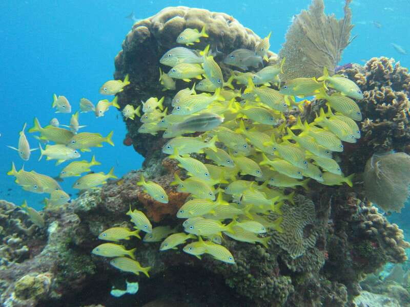 Cozumel: VIP Glass Bottom Boat & Snorkeling 3 Reefs Tour - Should you book the three-reef tour?