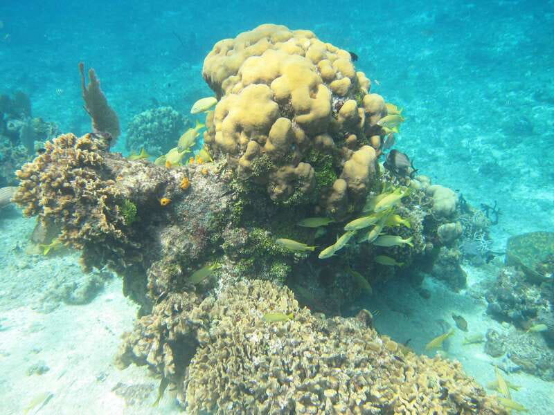 Cozumel: VIP Glass Bottom Boat & Snorkeling 3 Reefs Tour - FAQ