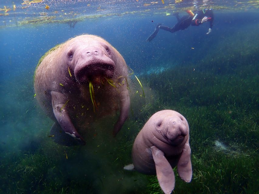 Crystal River: VIP Manatee Swim w/ In-water Photographer - Who will enjoy this outing most