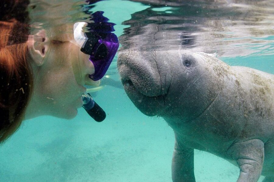 Crystal River: VIP Manatee Swim w/ In-water Photographer - A guide stays with you in the water
