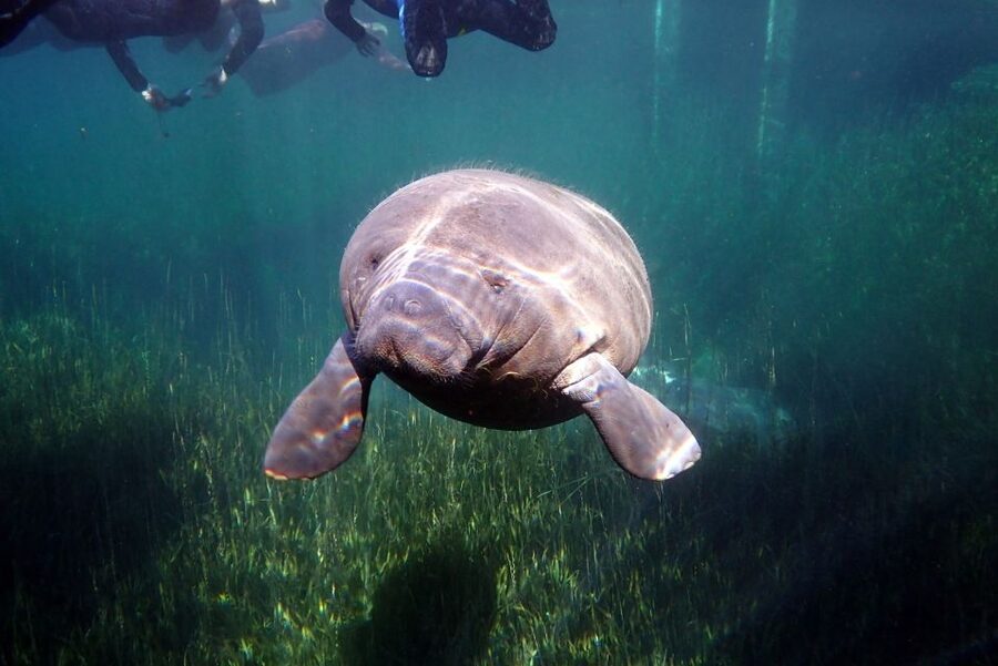 Crystal River: VIP Manatee Swim w/ In-water Photographer - Photos are useful, but the package costs extra
