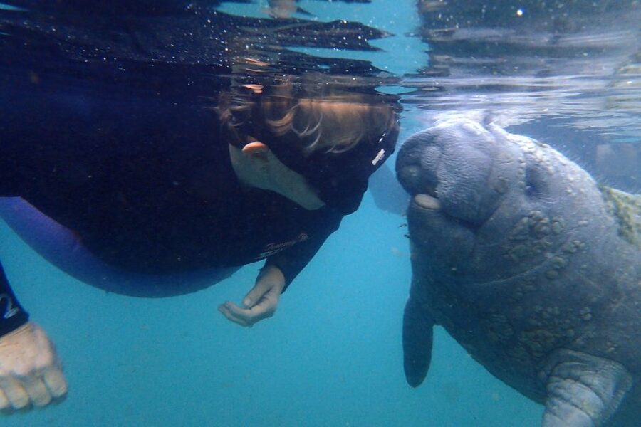Crystal River: VIP Manatee Swim w/ In-water Photographer - The classroom briefing explains how to meet a manatee