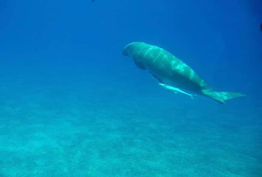 Dahab: luxury Snorkeling cruise with buffet lunch - What to bring and what to expect