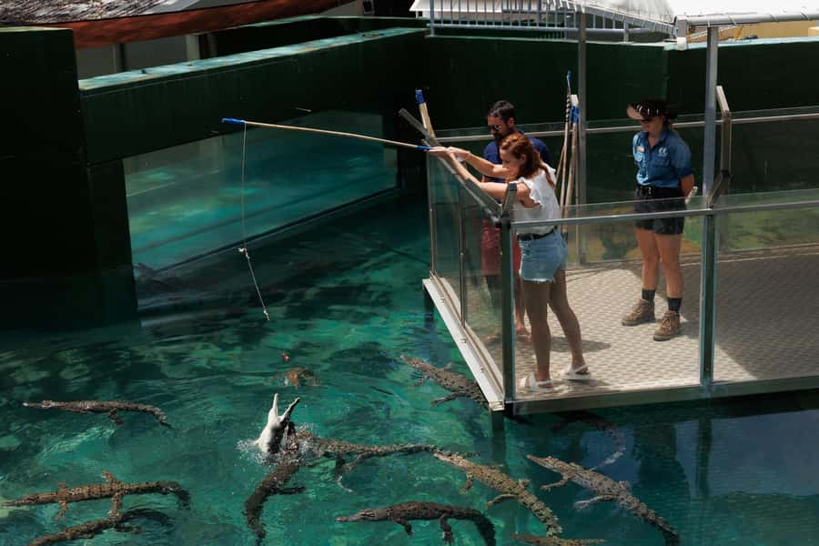 Darwin: VIP Crocosaurus Cove Experience - Feeding a 5-meter saltwater crocodile